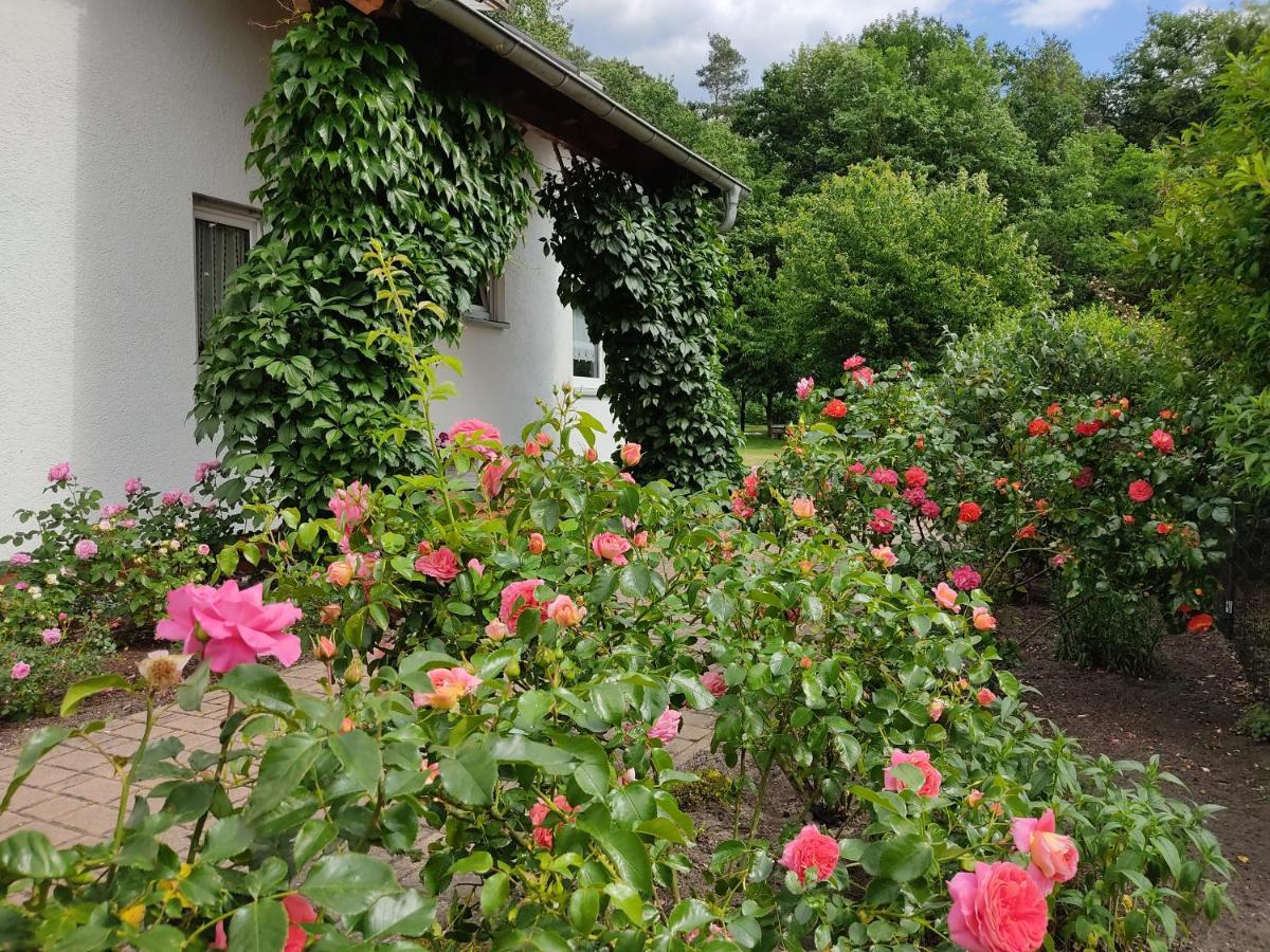 Grosszuegige Ferienwohnung Am Waldesrand Im Seenland Lauta Exterior foto